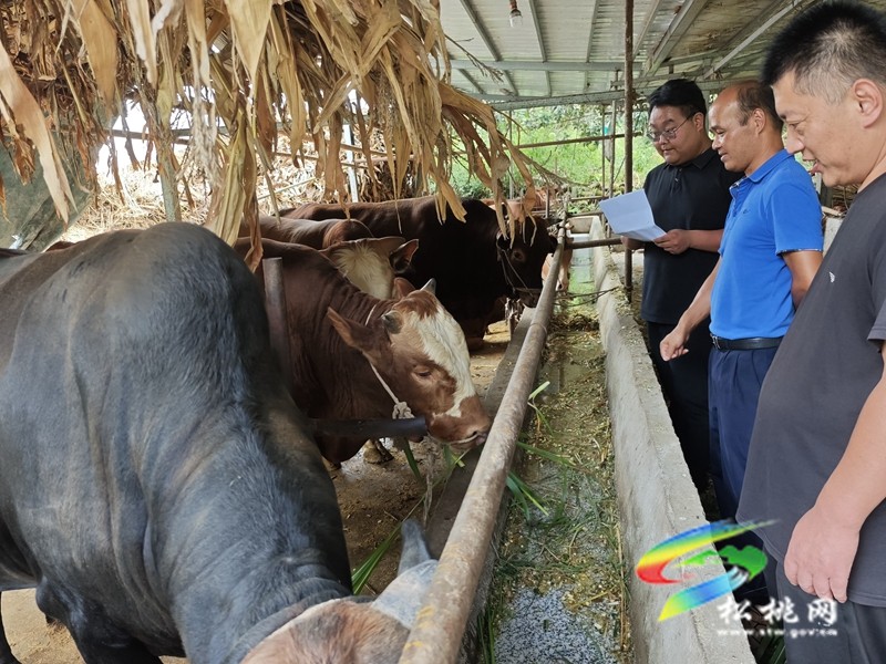 甘龍鎮(zhèn)：產(chǎn)業(yè)獎(jiǎng)補(bǔ)促振興??群眾增收笑開顏