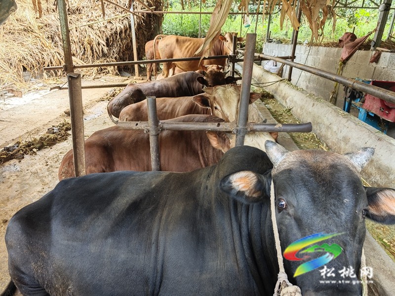 甘龍鎮(zhèn)：產(chǎn)業(yè)獎(jiǎng)補(bǔ)促振興??群眾增收笑開顏