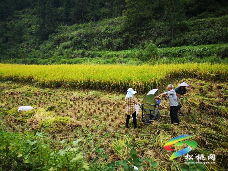 甘龍鎮(zhèn)：產(chǎn)業(yè)獎(jiǎng)補(bǔ)促振興??群眾增收笑開顏