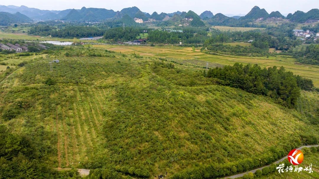 花垣：甜“獼”產(chǎn)業(yè) “豐”景無限