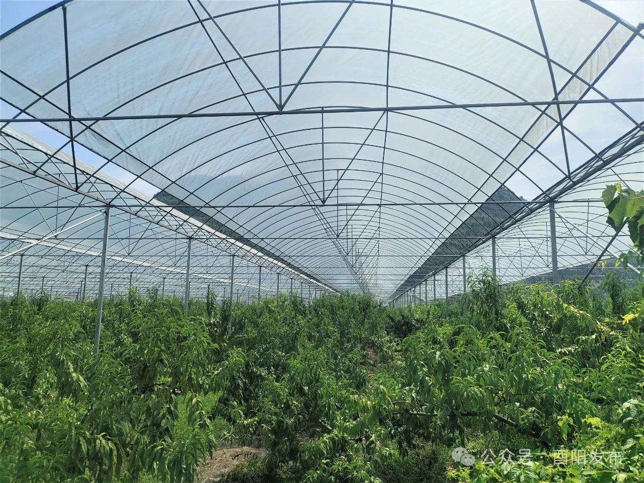 紅映酉陽 黨建先鋒丨麻旺鎮(zhèn)平橋村：打造產(chǎn)業(yè)興、環(huán)境優(yōu)、和善美的鄉(xiāng)村振興新示范