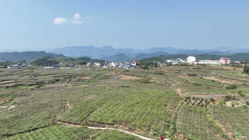 世昌街道沙柳社區(qū)：吊瓜紅了采收忙
