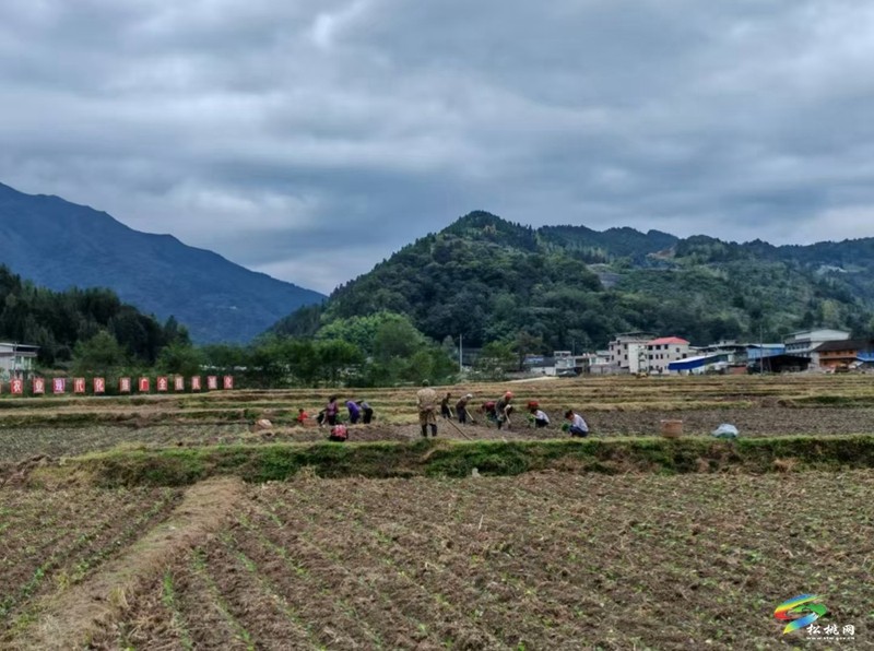 烏羅鎮(zhèn)：“冬閑田”變“增收田”