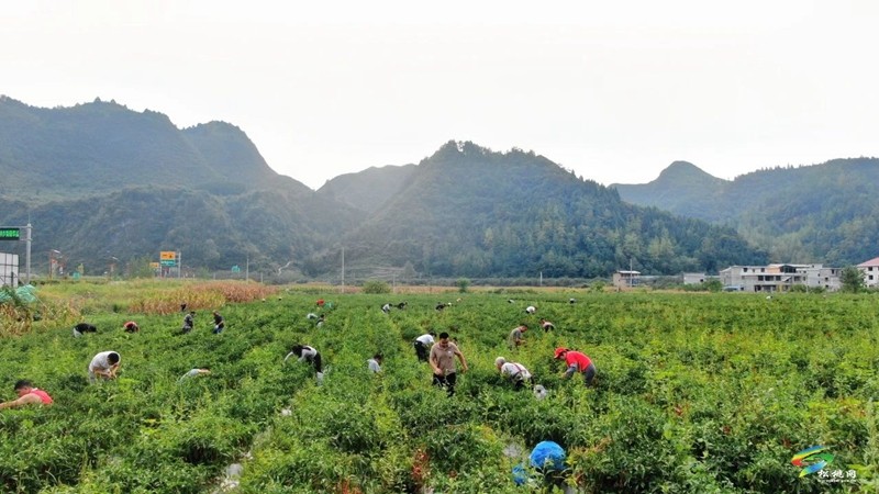 【武陵山區(qū)域媒體聯(lián)盟蹲點報道——紅色印跡·大美松桃】 松桃石梁：交通蝶變激發(fā)紅色引擎新動能