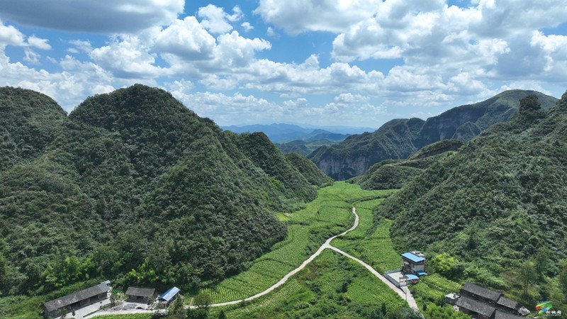 【武陵山區(qū)域媒體聯(lián)盟蹲點報道——紅色印跡·大美松桃】松桃瓦溪：山間珍寶插翅騰飛銷往海外