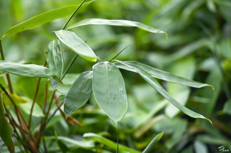 【武陵山區(qū)域媒體聯(lián)盟蹲點報道——紅色印跡·大美松桃】松桃瓦溪：山間珍寶插翅騰飛銷往海外