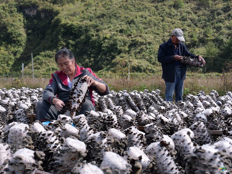 石梁鄉(xiāng)：黑木耳豐收助農(nóng)增收致富