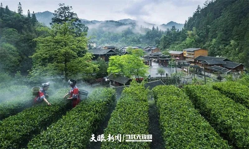 【武陵視界】綠樹開紅花 一葉富萬民——印江自治縣“紅綠”驅動茶產業(yè)高質量發(fā)展