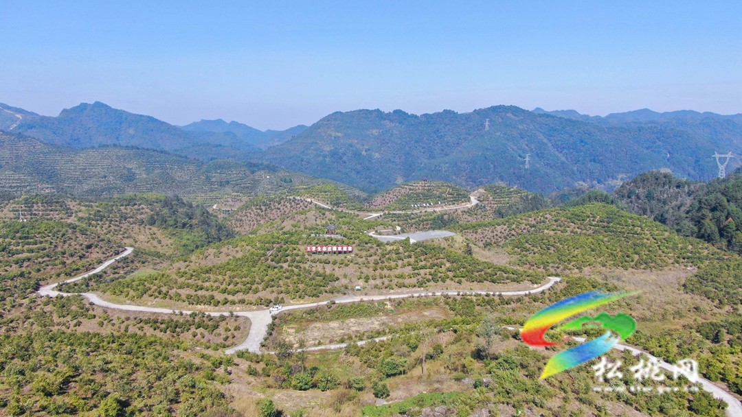 松桃：秋來油果香飄山頭   萬畝油茶喜獲豐收