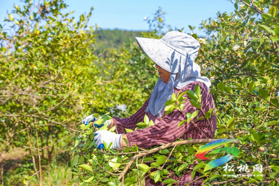 松桃：秋來油果香飄山頭   萬畝油茶喜獲豐收