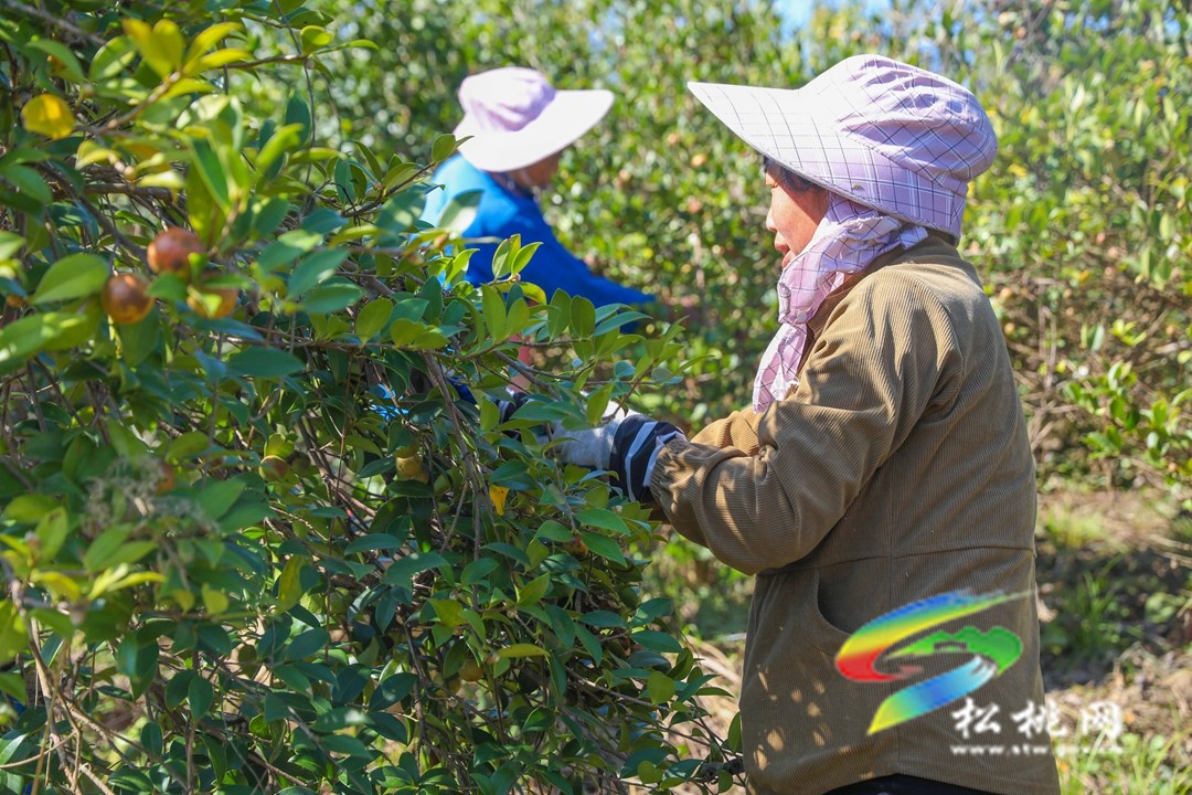 松桃：秋來油果香飄山頭   萬畝油茶喜獲豐收