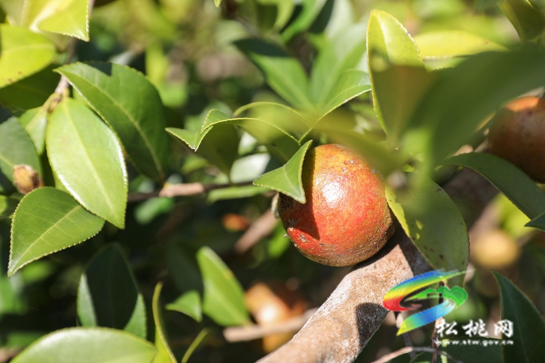 松桃：秋來油果香飄山頭   萬畝油茶喜獲豐收