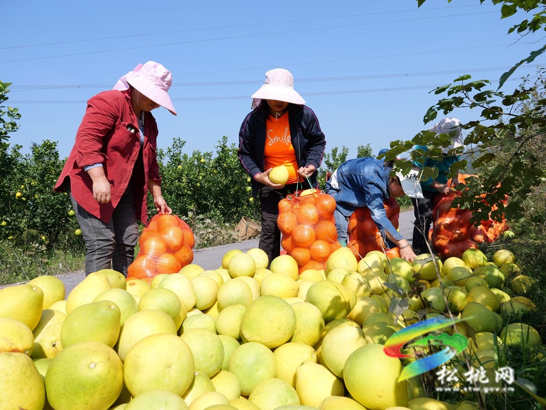 孟溪鎮(zhèn)：“柚”到豐收季 富民“柚”興村