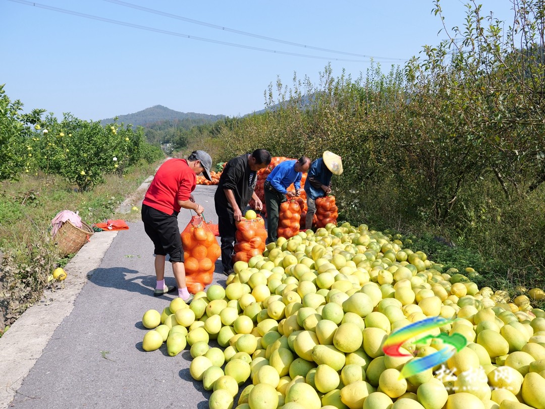 孟溪鎮(zhèn)：“柚”到豐收季 富民“柚”興村