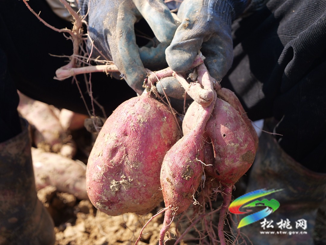 普覺(jué)鎮(zhèn)：紅薯喜豐收   致富增收有“薯”光
