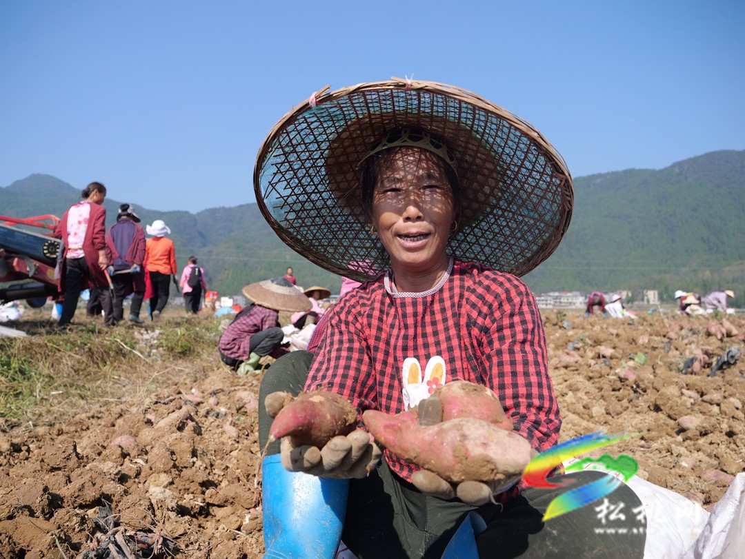 普覺(jué)鎮(zhèn)：紅薯喜豐收   致富增收有“薯”光
