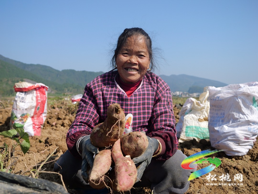 普覺(jué)鎮(zhèn)：紅薯喜豐收   致富增收有“薯”光