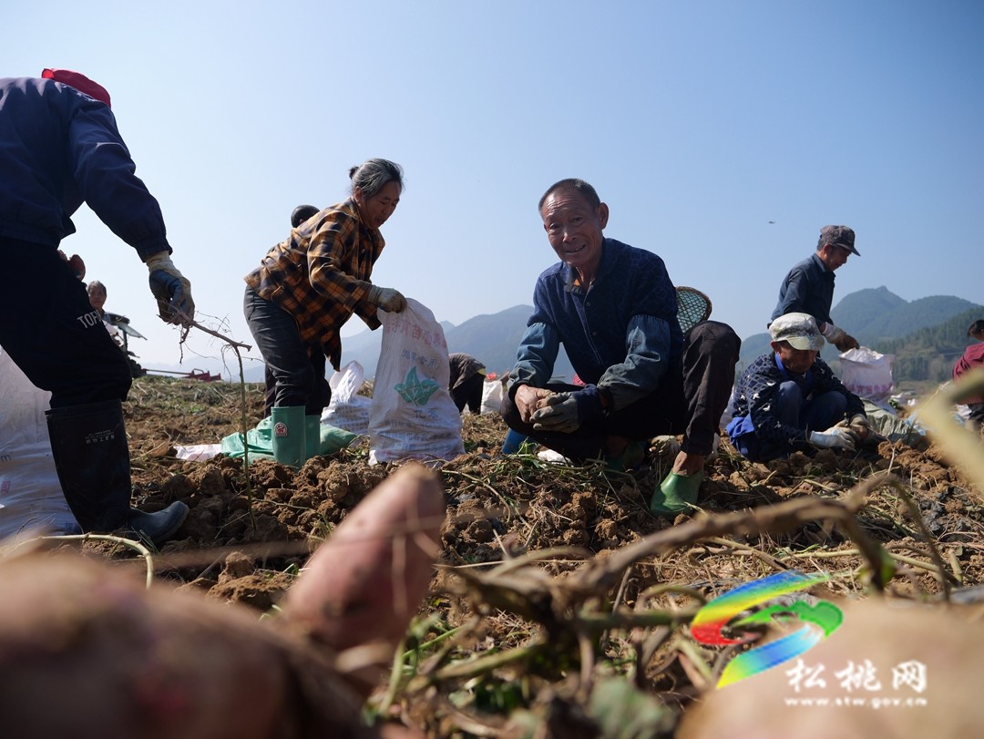 普覺(jué)鎮(zhèn)：紅薯喜豐收   致富增收有“薯”光