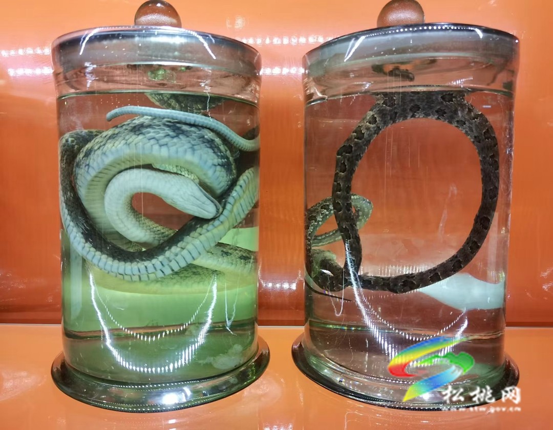 松桃榮獲“蛇傷防治科普”國(guó)家級(jí)金獎(jiǎng) ——填補(bǔ)縣域醫(yī)療機(jī)構(gòu)空白