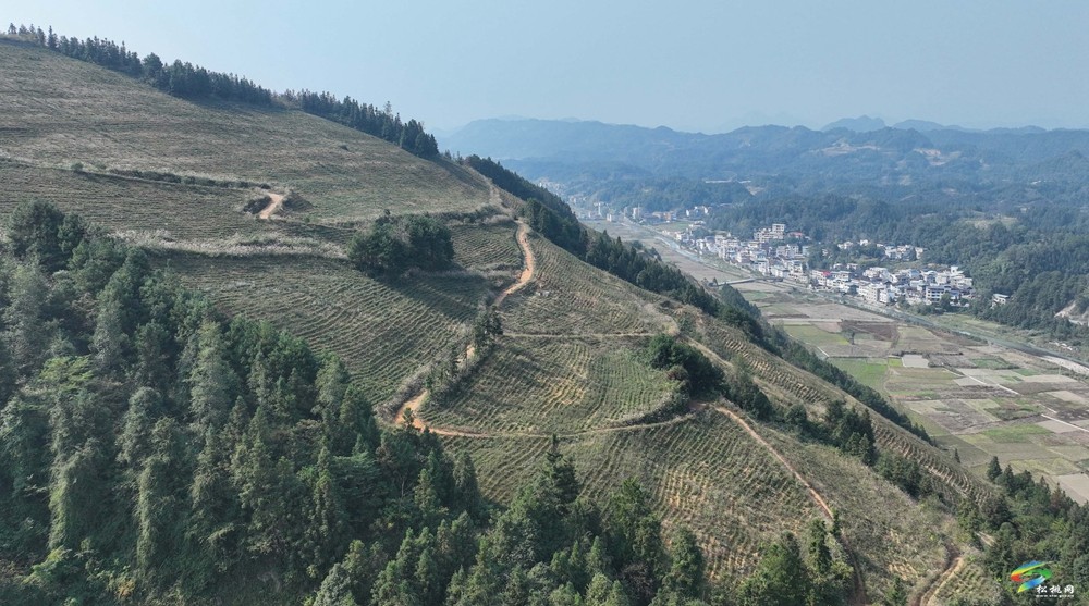 平頭鎮(zhèn)：荒山變茶園  秋冬管護忙