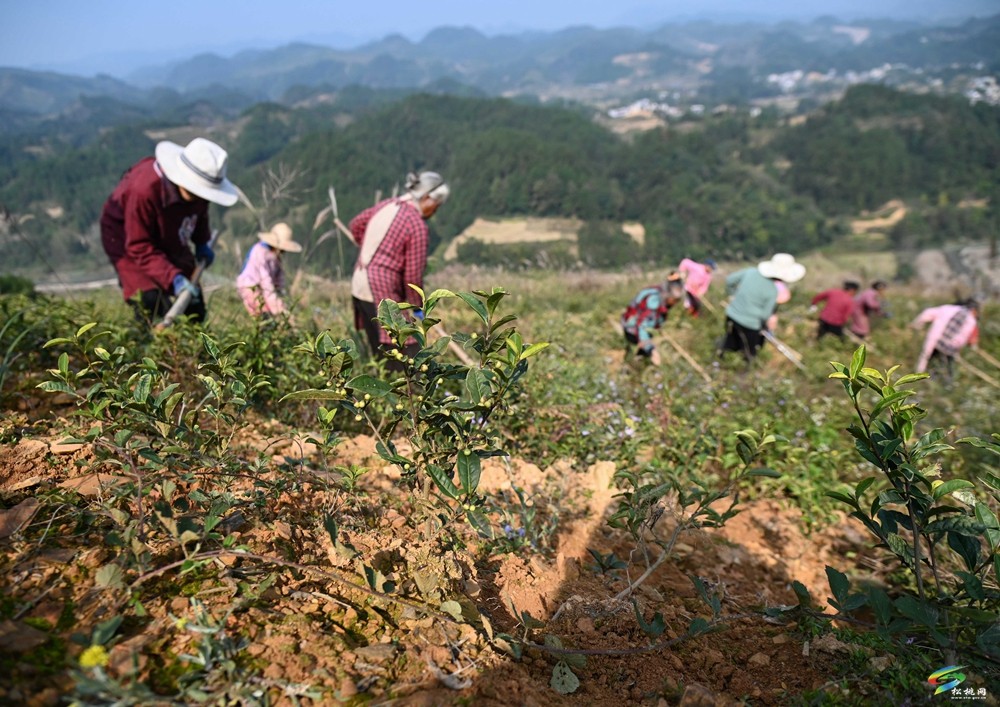 平頭鎮(zhèn)：荒山變茶園  秋冬管護忙
