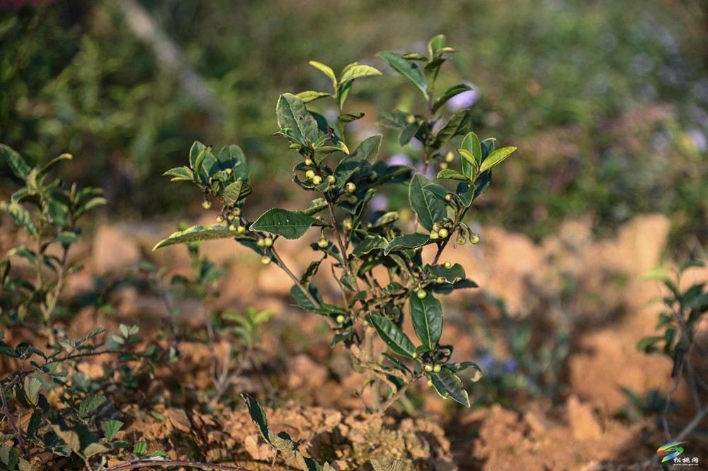 平頭鎮(zhèn)：荒山變茶園  秋冬管護忙