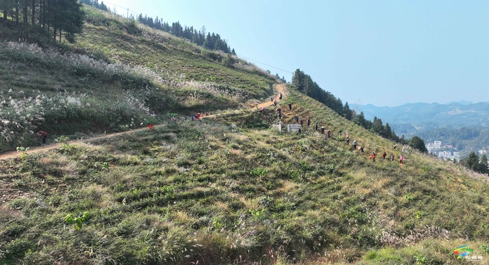 平頭鎮(zhèn)：荒山變茶園  秋冬管護忙
