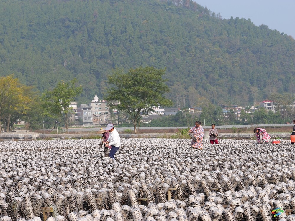 普覺鎮(zhèn)70萬棒木耳迎頭茬采摘