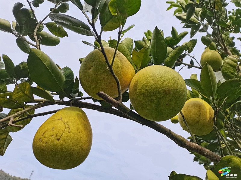 大坪場鎮(zhèn)：柚果飄香迎豐收