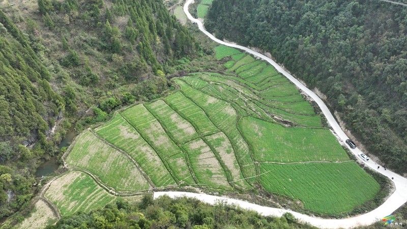 木樹鎮(zhèn):油菜播種育新綠 秋冬閑田煥新機(jī)