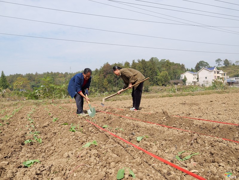 木樹鎮(zhèn):油菜播種育新綠 秋冬閑田煥新機(jī)