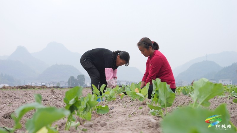 寨英鎮(zhèn)：搶抓農(nóng)時(shí) 掀起油菜移栽熱潮