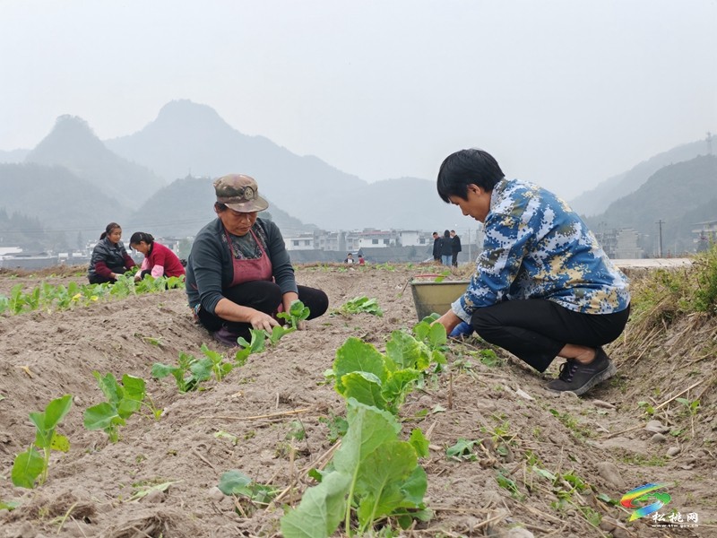 寨英鎮(zhèn)：搶抓農(nóng)時(shí) 掀起油菜移栽熱潮