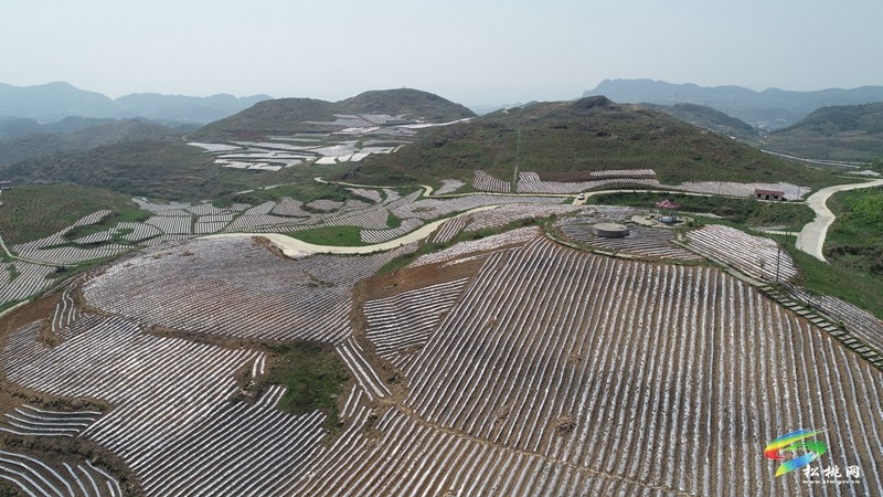 盤石鎮(zhèn)：執(zhí)耕地“筆”繪振興“圖”