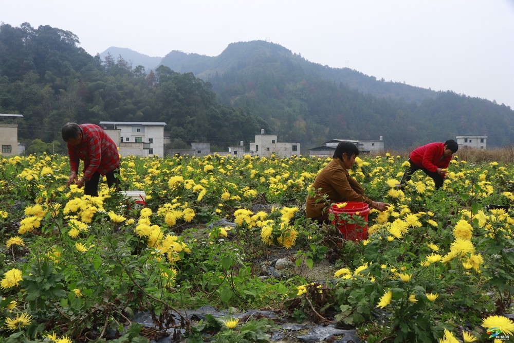牛郎鎮(zhèn)：菊花綻放繪就美好“錢”景