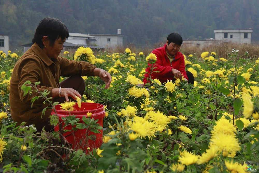 牛郎鎮(zhèn)：菊花綻放繪就美好“錢”景