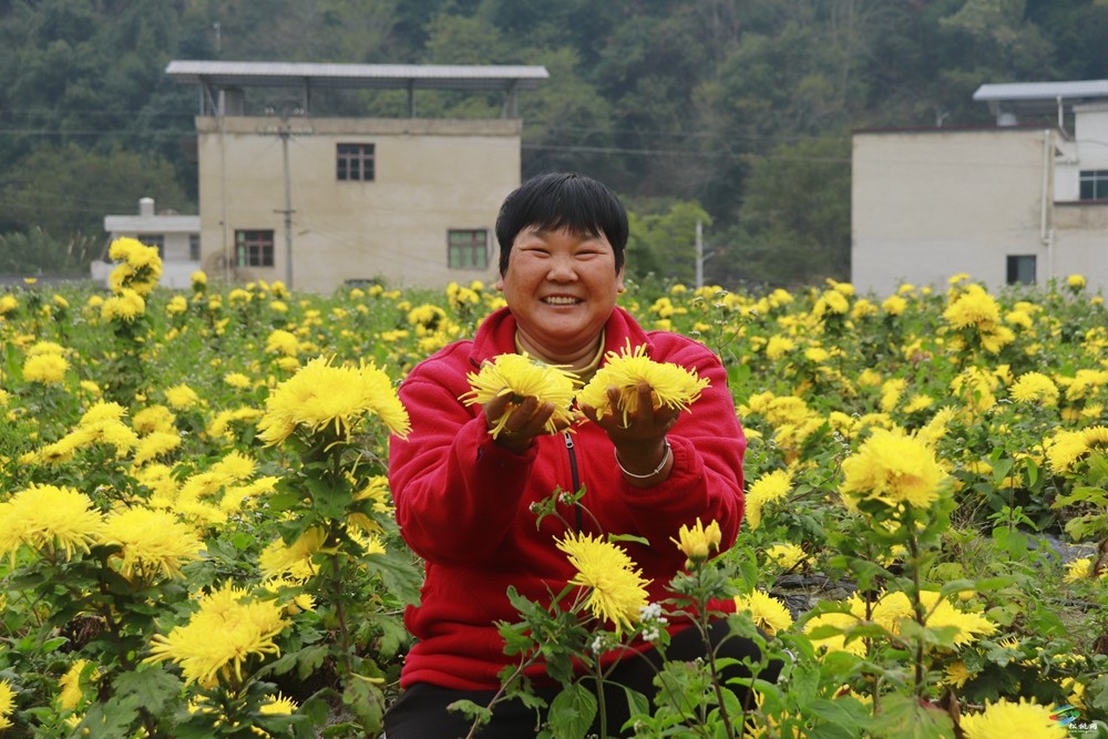 牛郎鎮(zhèn)：菊花綻放繪就美好“錢”景