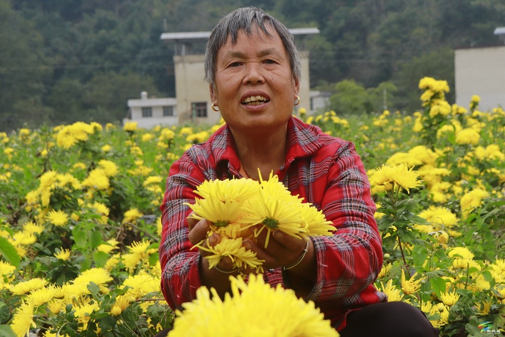 牛郎鎮(zhèn)：菊花綻放繪就美好“錢”景