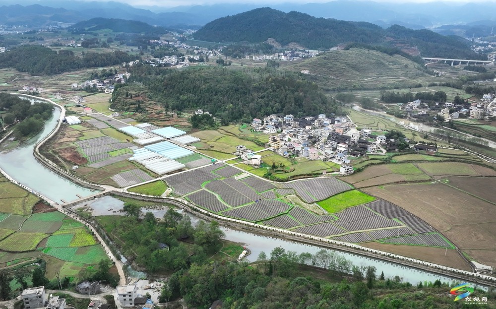 松桃：“稻-耳”輪作助增收  300萬棒木耳采收忙