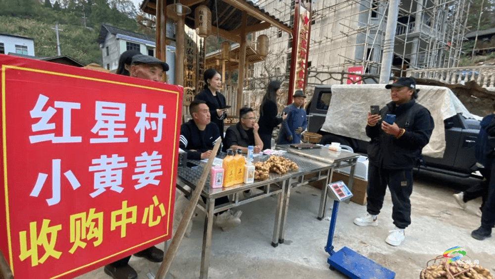 生姜種植喜豐收  共創(chuàng)致富好“姜”來