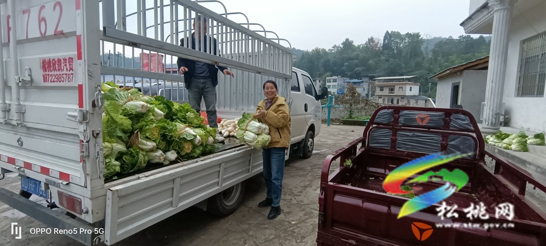 松桃岑洞壩村:定購(gòu)蔬菜送溫暖?結(jié)對(duì)幫扶心連心