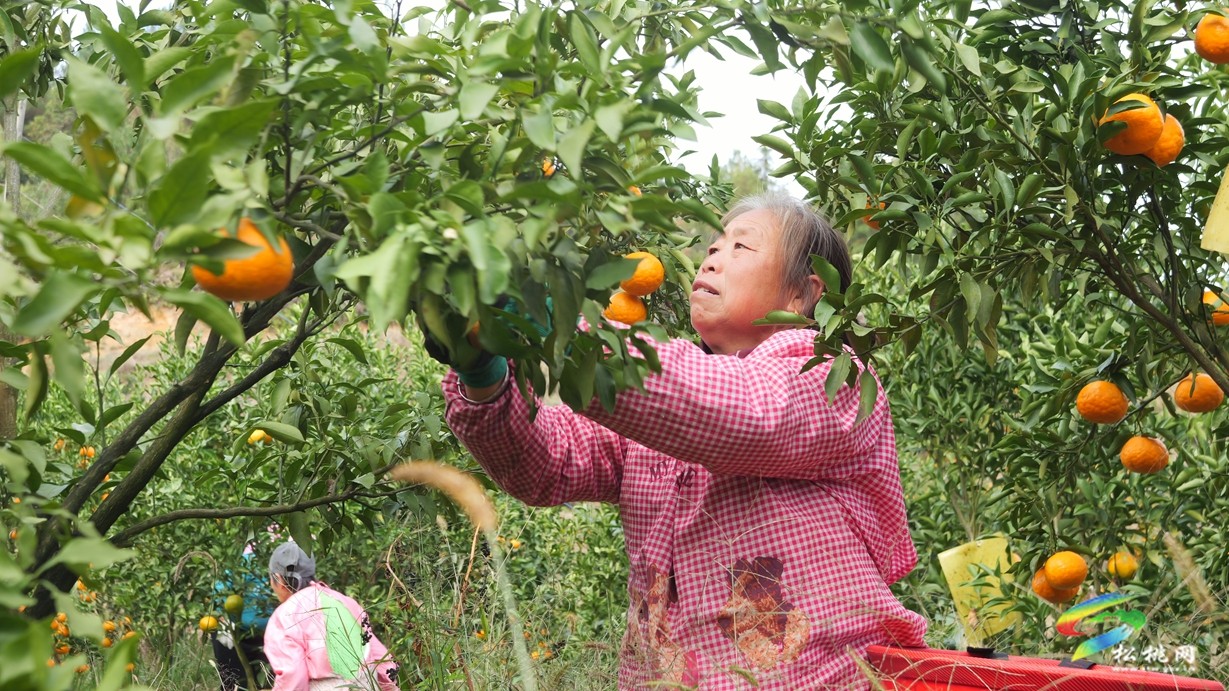 妙隘鄉(xiāng):耙耙柑掛滿枝頭 果農(nóng)甜蜜迎豐收