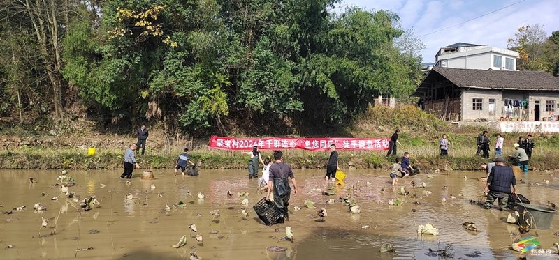 正大鎮(zhèn)聚寶村舉辦2024年干群連心“魚您同樂”徒手捉魚活動