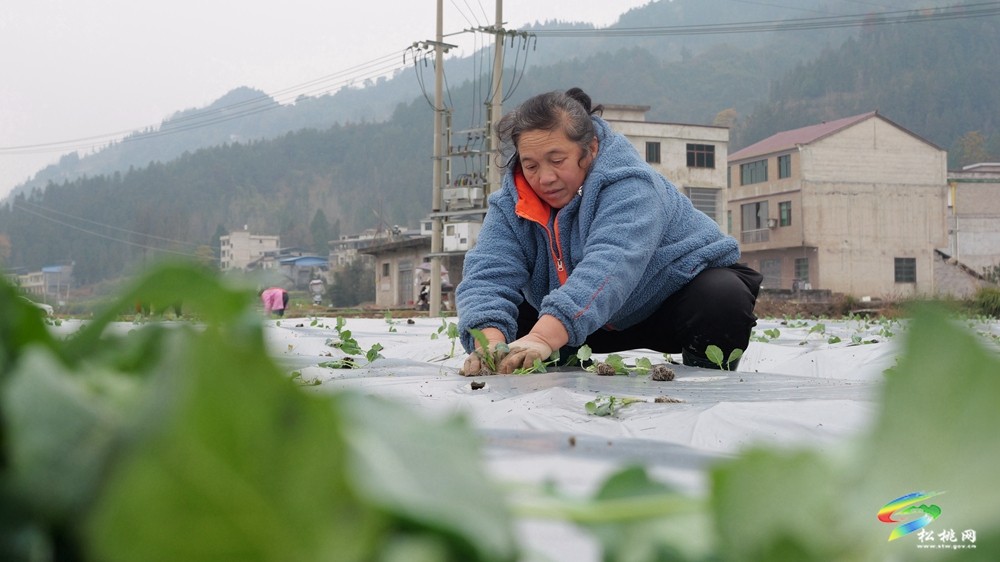 冬“織”綠夢，平頭鎮(zhèn)400 畝蔬田待春“收”