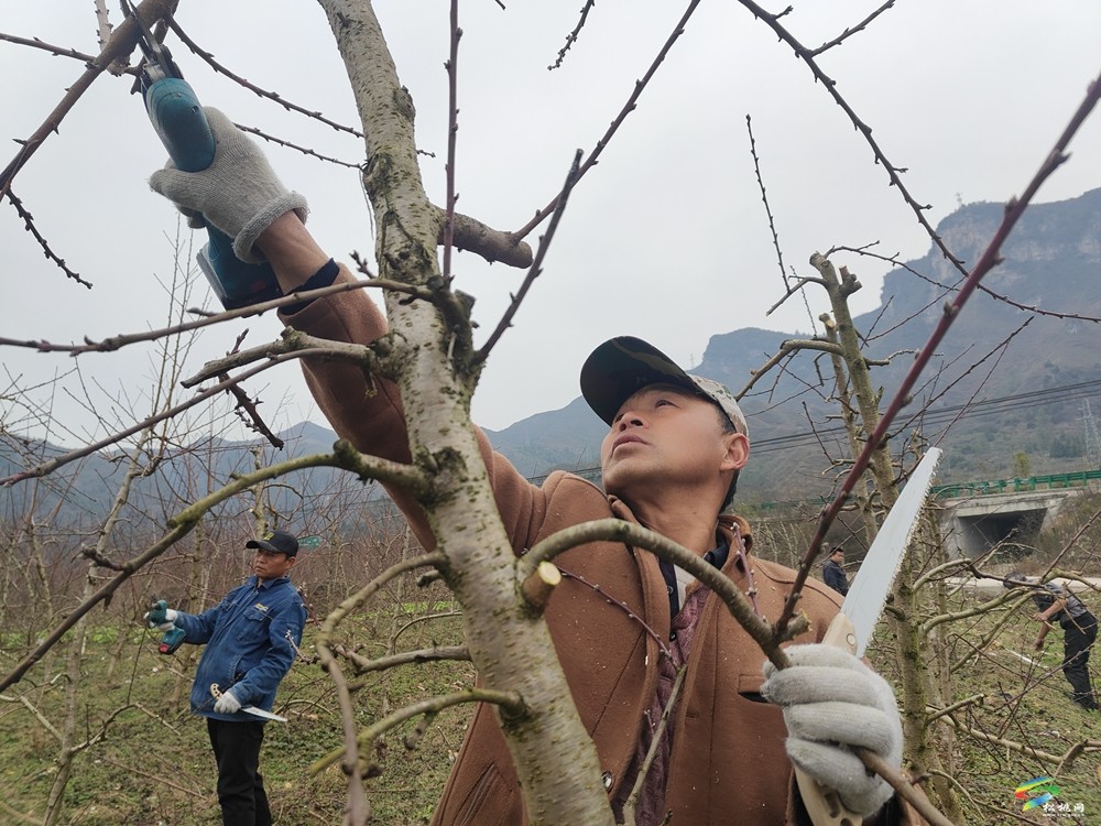 烏羅鎮(zhèn):冬閑人不閑 600畝春雨甜桃管護(hù)忙