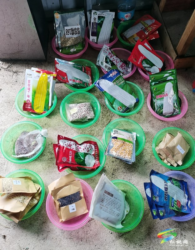 【奮進(jìn)的春天】松桃：“鮮食玉米”拓寬群眾增收路