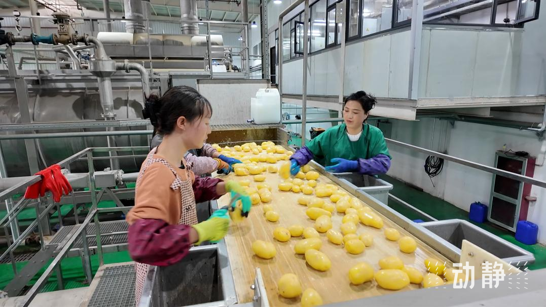 一粒小土豆背后的新質(zhì)生產(chǎn)力