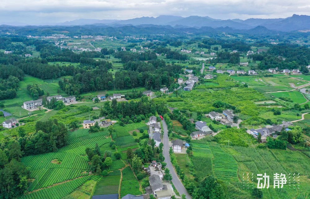 四好農(nóng)村路丨湄潭27°茶海路：致富路