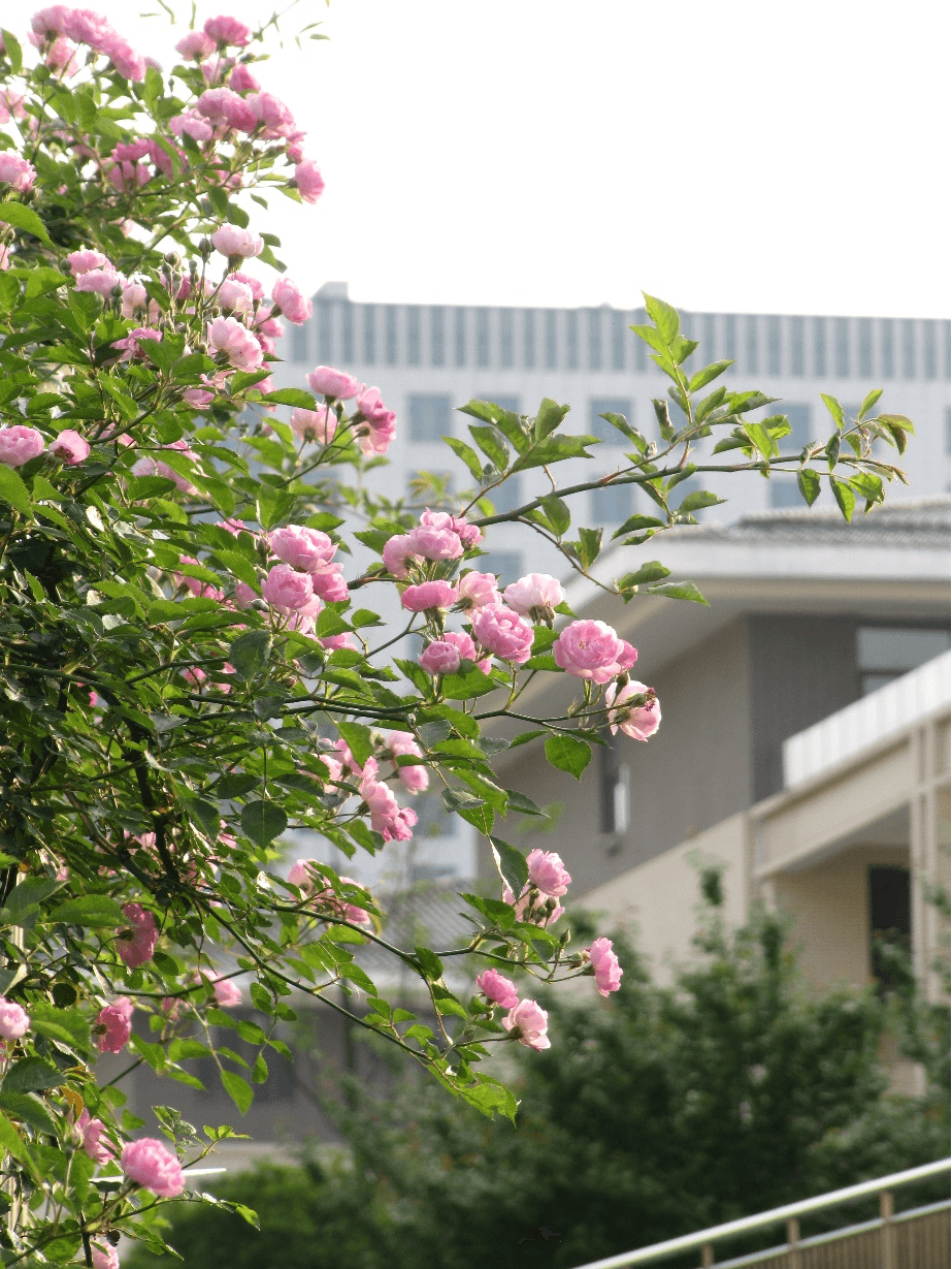 來貴陽，逛高校！說走就走的schoolwalk看這里→