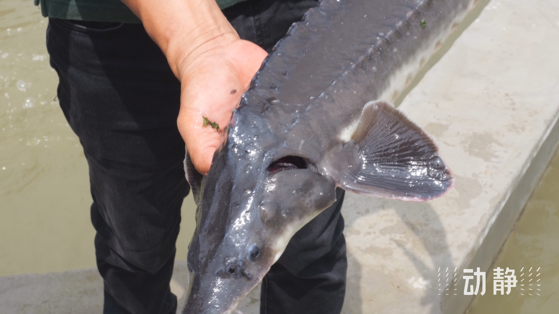 貴州安順：梯級生態(tài)養(yǎng)魚，以“含綠量”求“含金量”